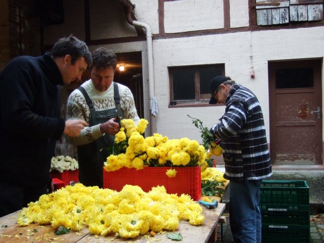 Chrysanthema